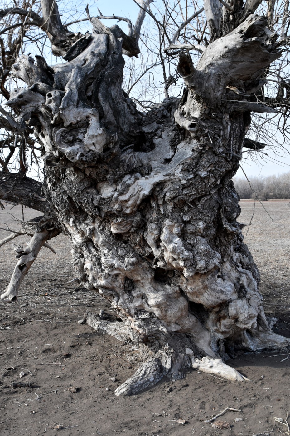 Изображение особи Salix alba.