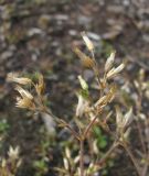 Cerastium holosteoides. Верхушка плодоносящей веточки. Окр. Архангельска, свалка древесных отходов. 01.09.2010.