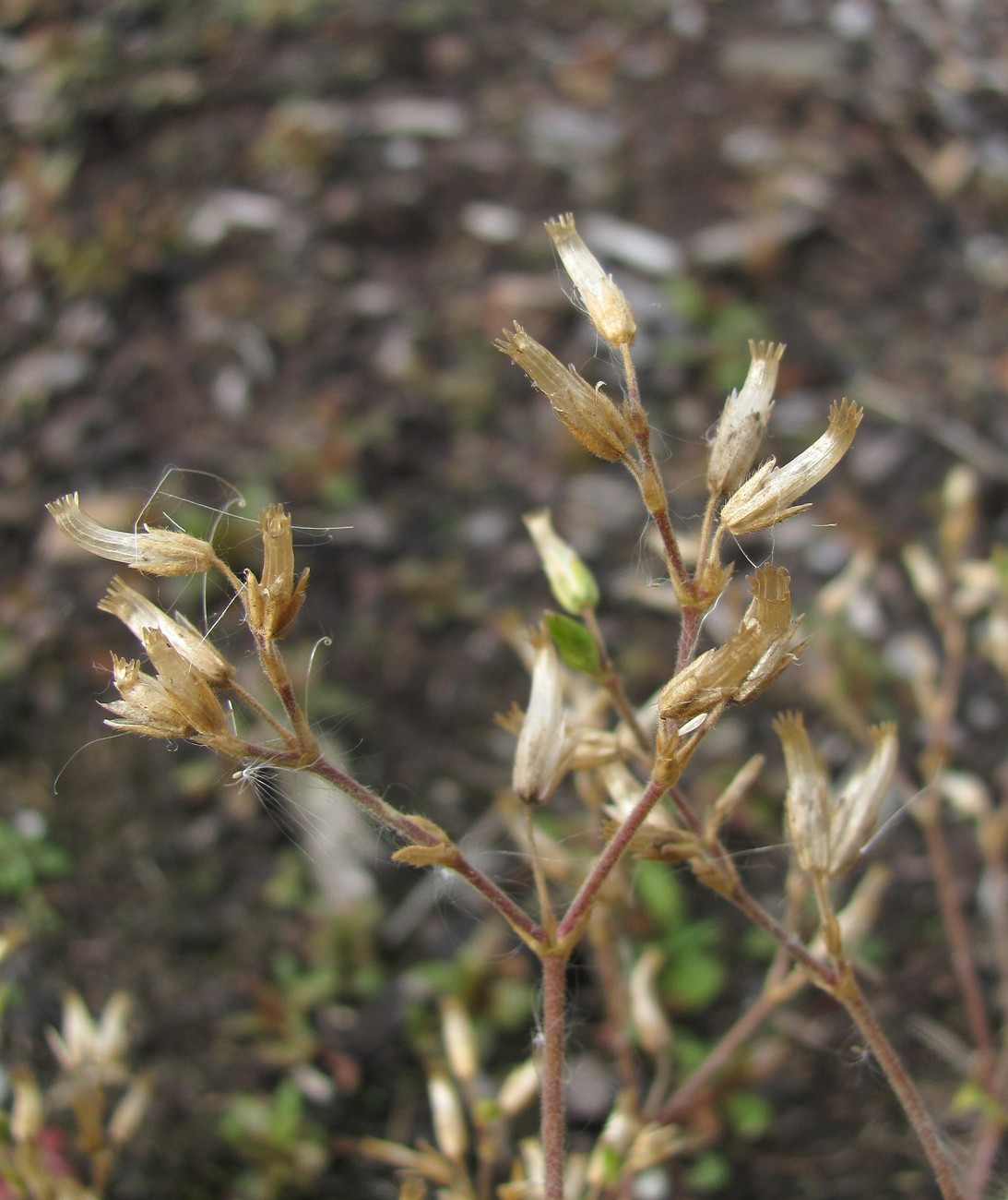 Image of Cerastium holosteoides specimen.