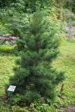 Pinus sibirica. Молодое растение. Кировская обл., г. Киров, Ботанический сад Вятского государственного университета, в культуре. 07.07.2018.