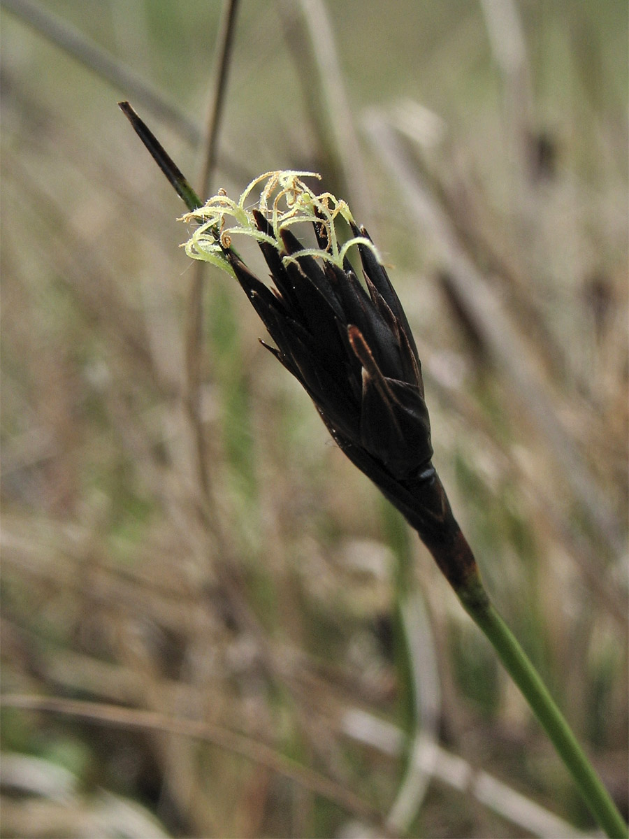 Image of Schoenus nigricans specimen.