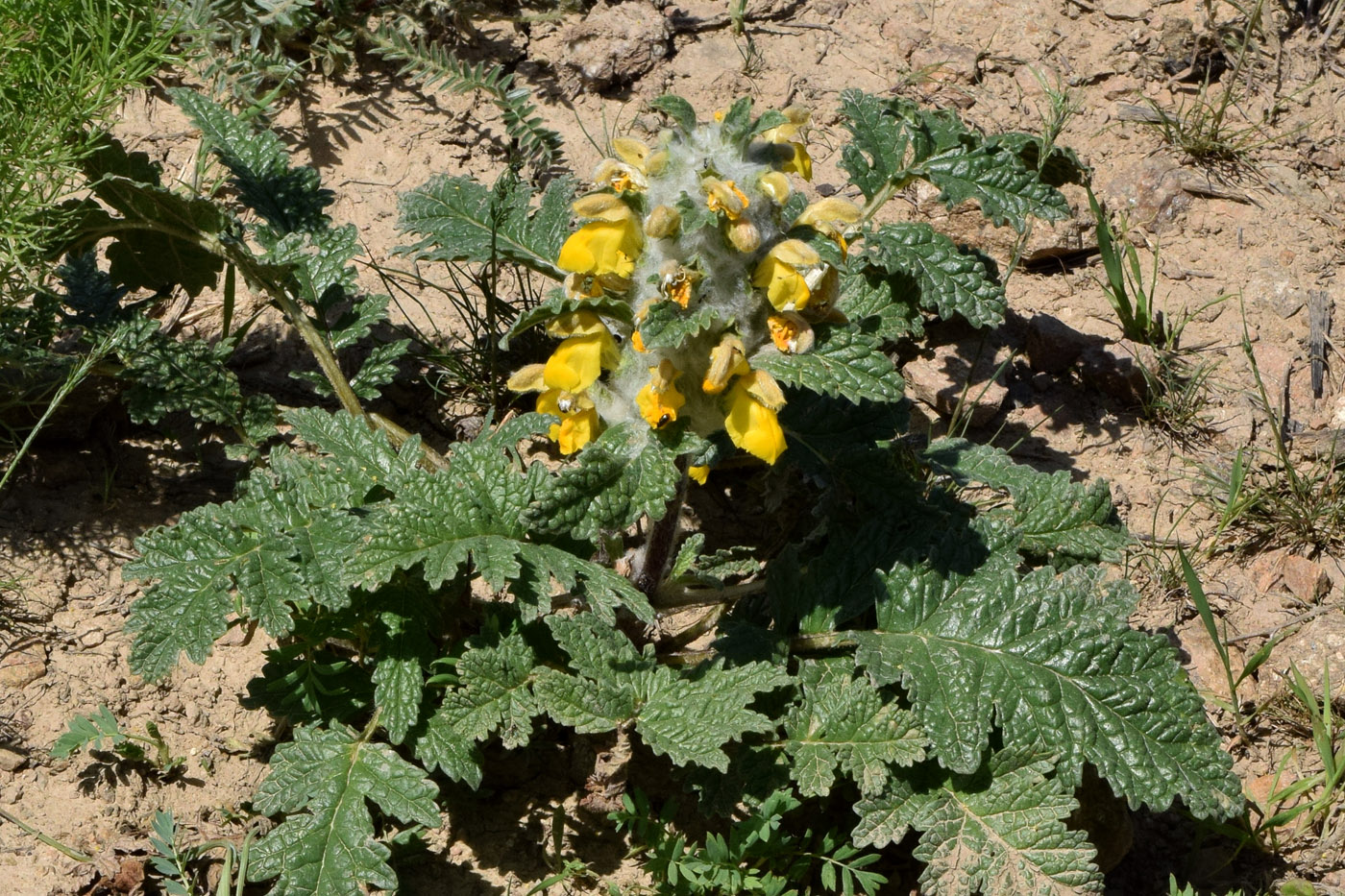 Изображение особи Phlomoides speciosa.