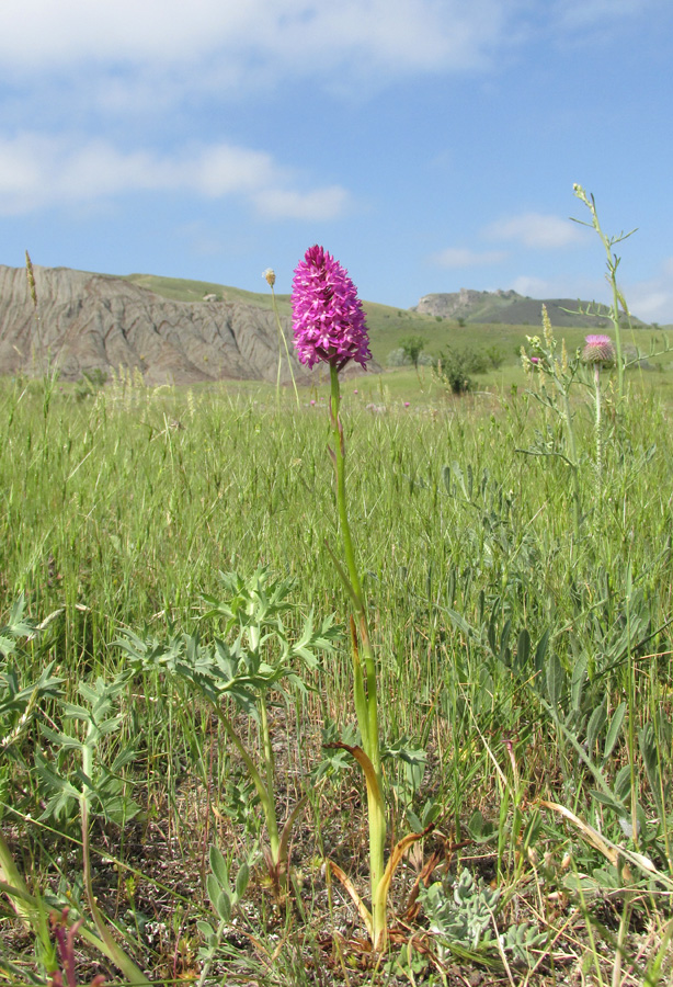 Изображение особи Anacamptis pyramidalis.