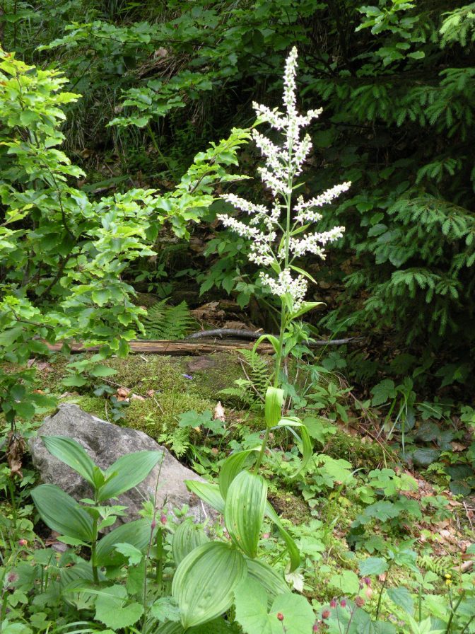 Image of Veratrum album specimen.