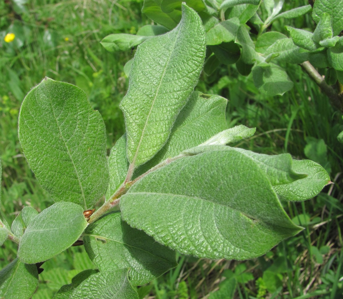 Изображение особи Salix kuznetzowii.