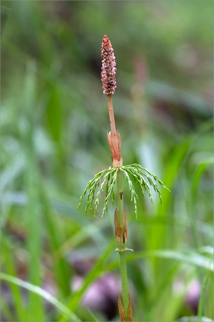 Изображение особи Equisetum sylvaticum.