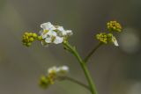 Crambe koktebelica