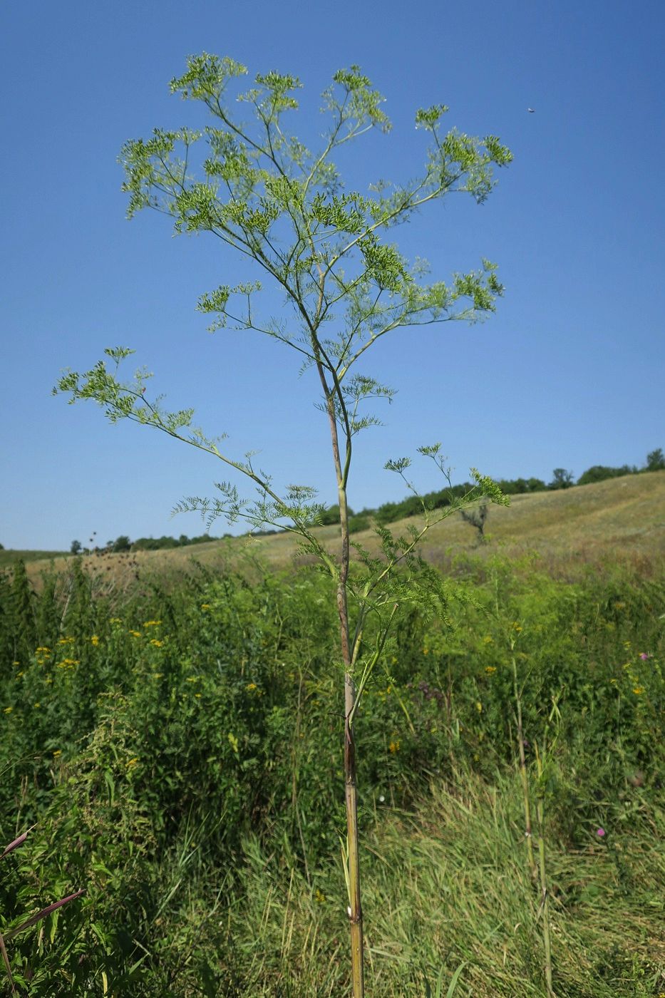 Image of Chaerophyllum bulbosum specimen.