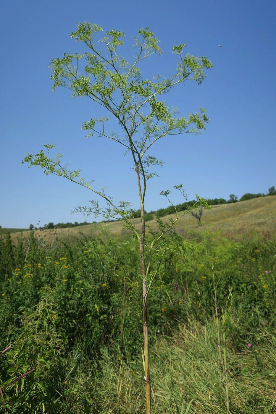 Изображение особи Chaerophyllum bulbosum.