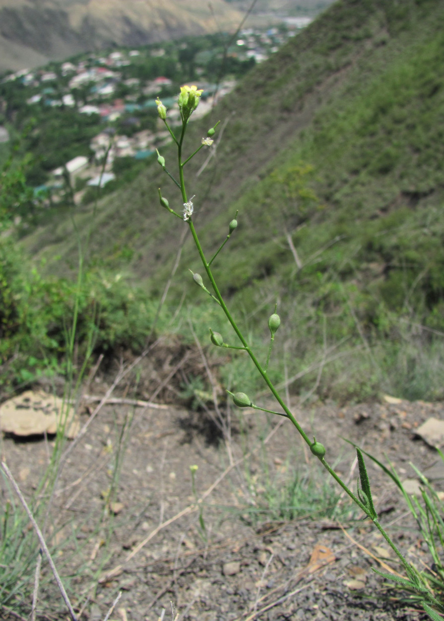 Изображение особи Camelina microcarpa.