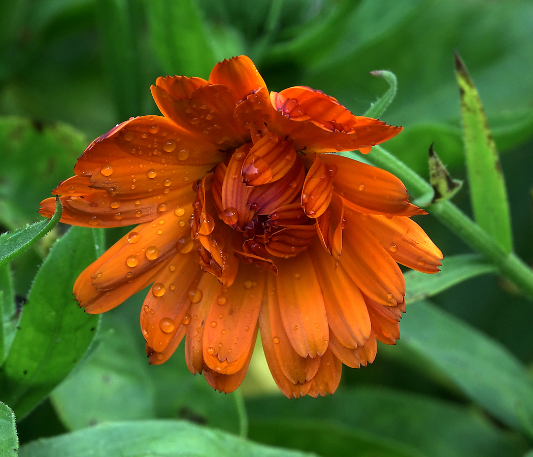 Image of Calendula officinalis specimen.