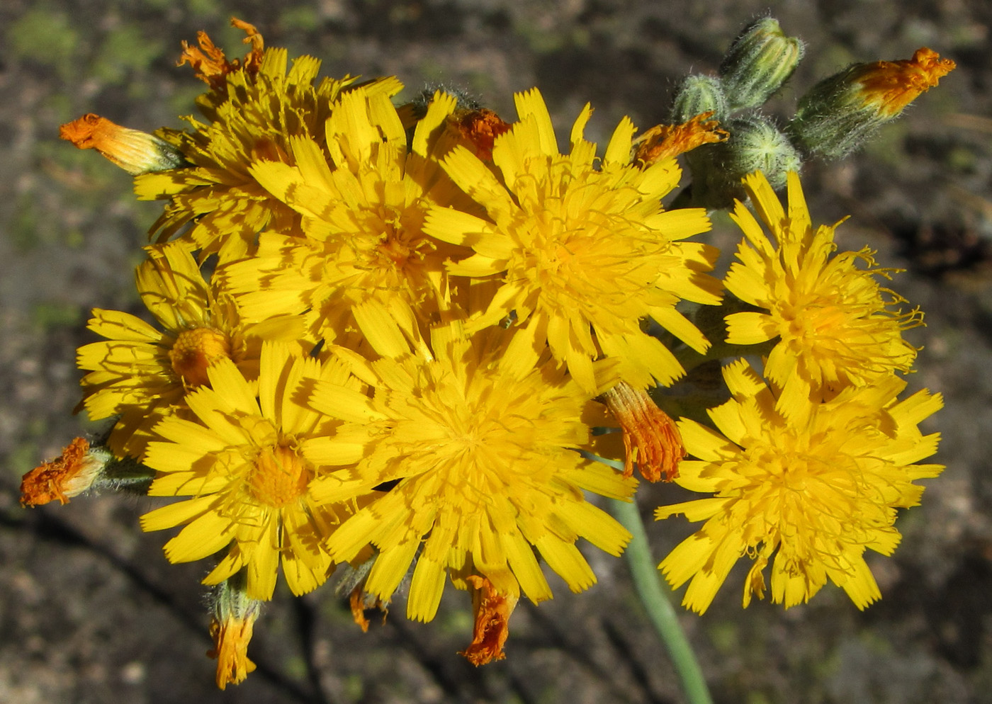 Image of Pilosella echioides specimen.