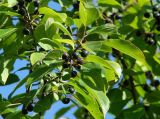 Rhamnus cathartica. Верхушка веточки с плодами. Иркутск, Ботанический сад ИГУ. 12.09.2015.