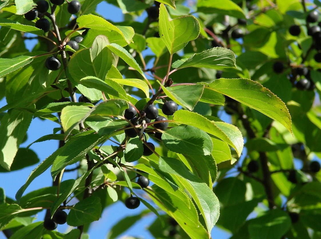 Image of Rhamnus cathartica specimen.