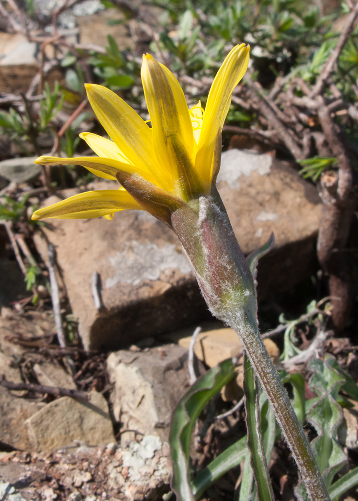 Image of Scorzonera turkeviczii specimen.