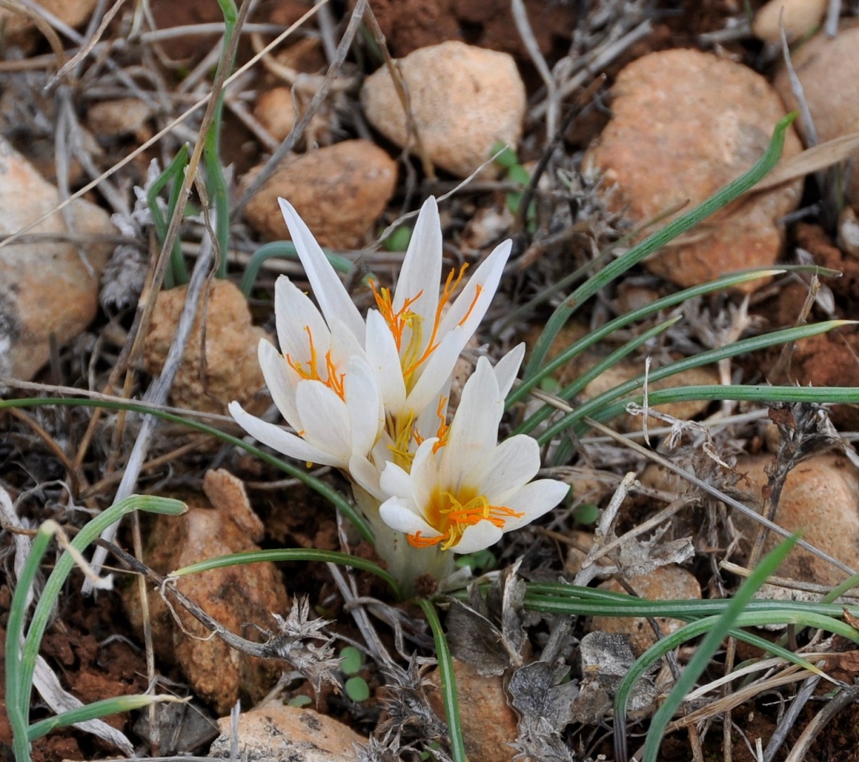 Image of Crocus veneris specimen.