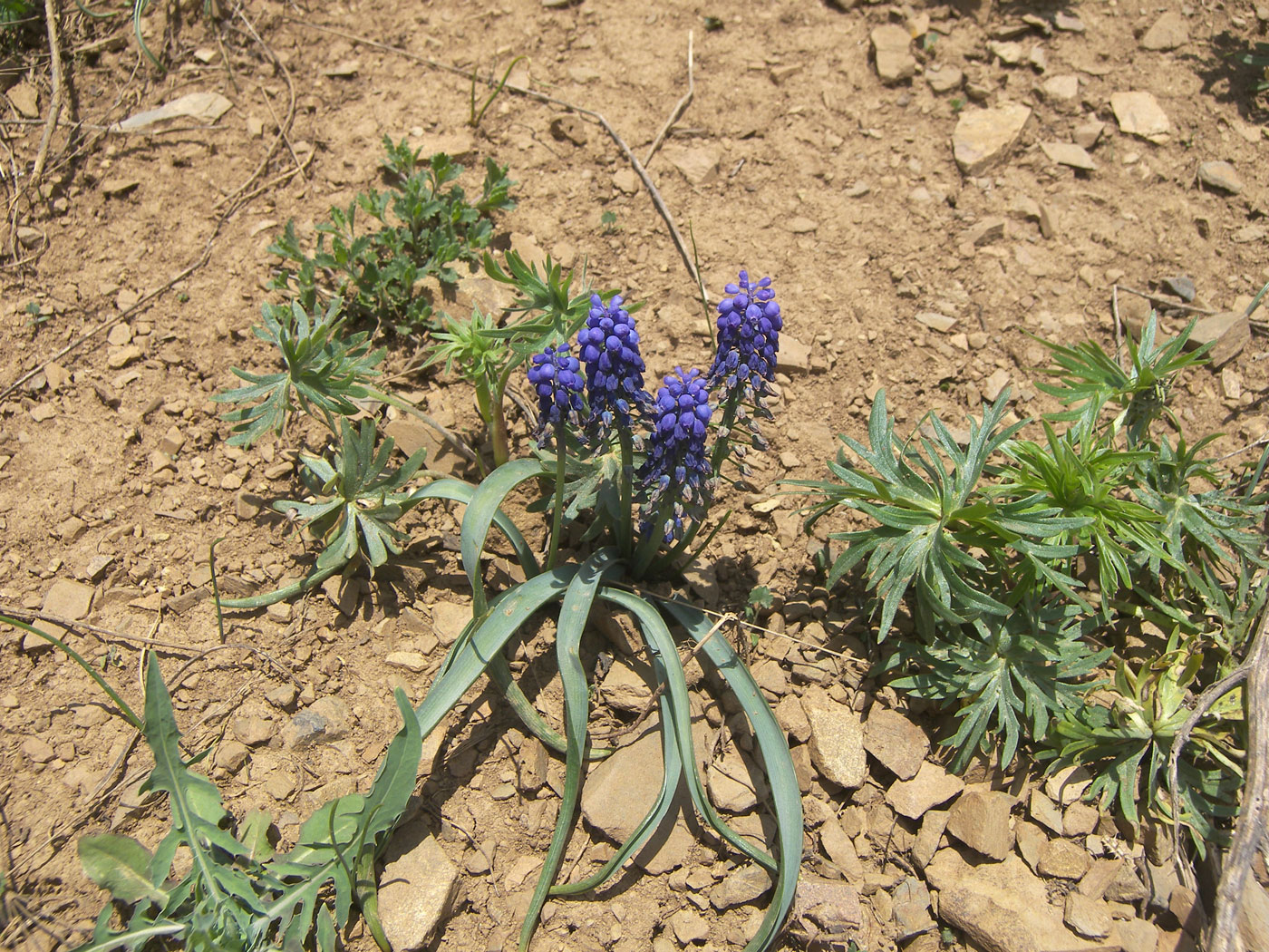 Image of Muscari armeniacum specimen.