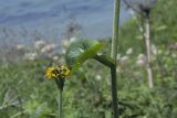 Ligularia fischeri