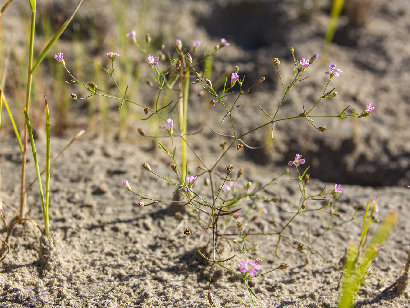 Изображение особи Psammophiliella muralis.