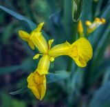 Iris pseudacorus