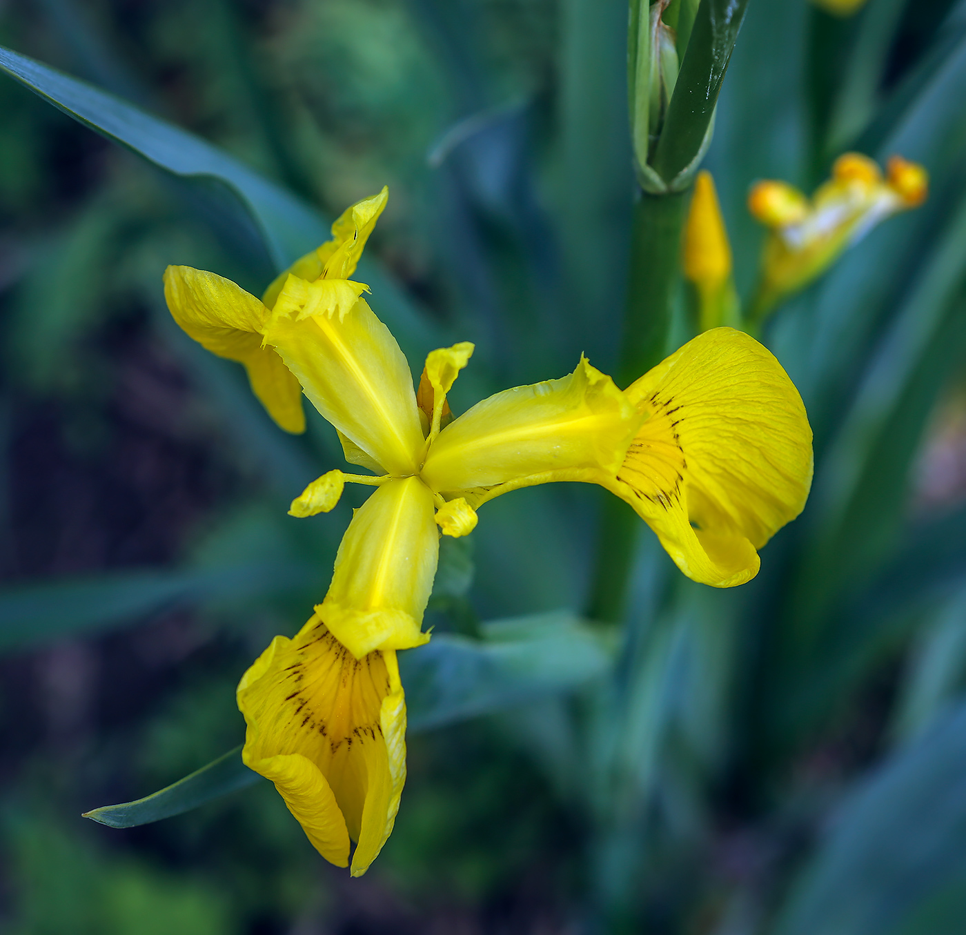 Изображение особи Iris pseudacorus.