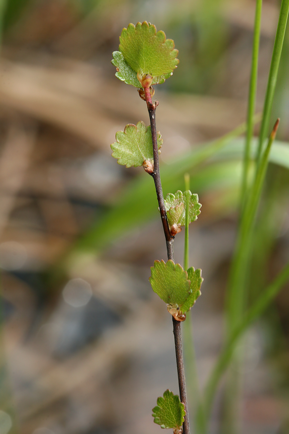 Image of Betula nana specimen.