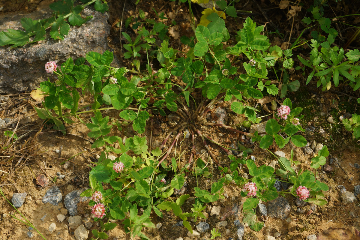 Изображение особи Trifolium hybridum.