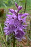 Dactylorhiza fuchsii. Соцветие. Пермский край, подножие Вогульского камня, смешанный лес, долина р. Жигалан, обочина дороги. 30.06.2010.