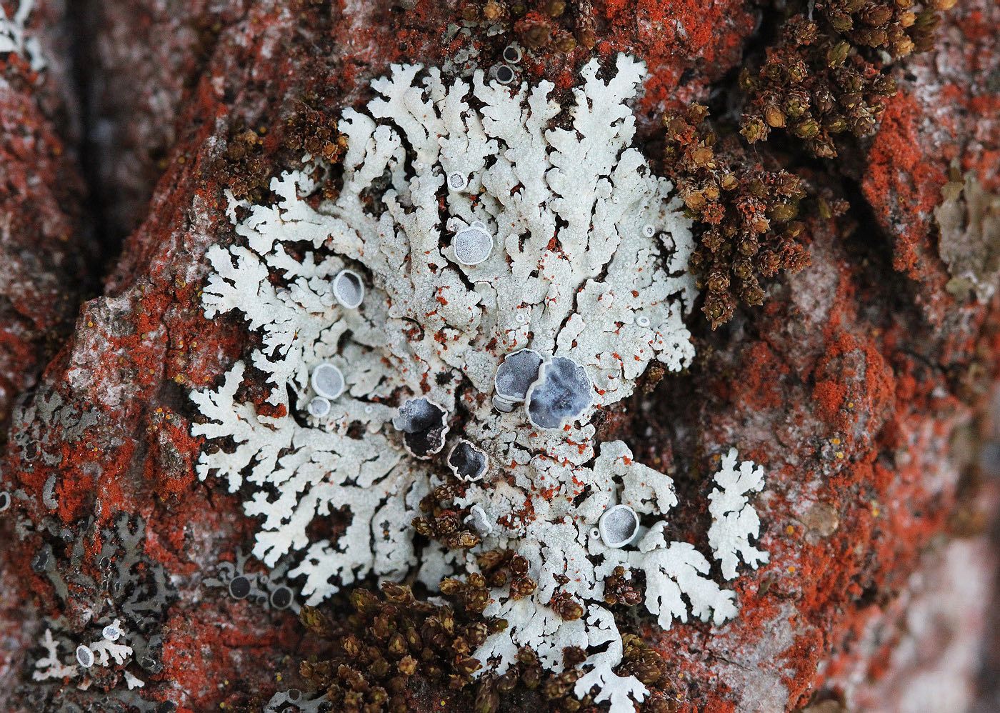 Image of genus Physcia specimen.