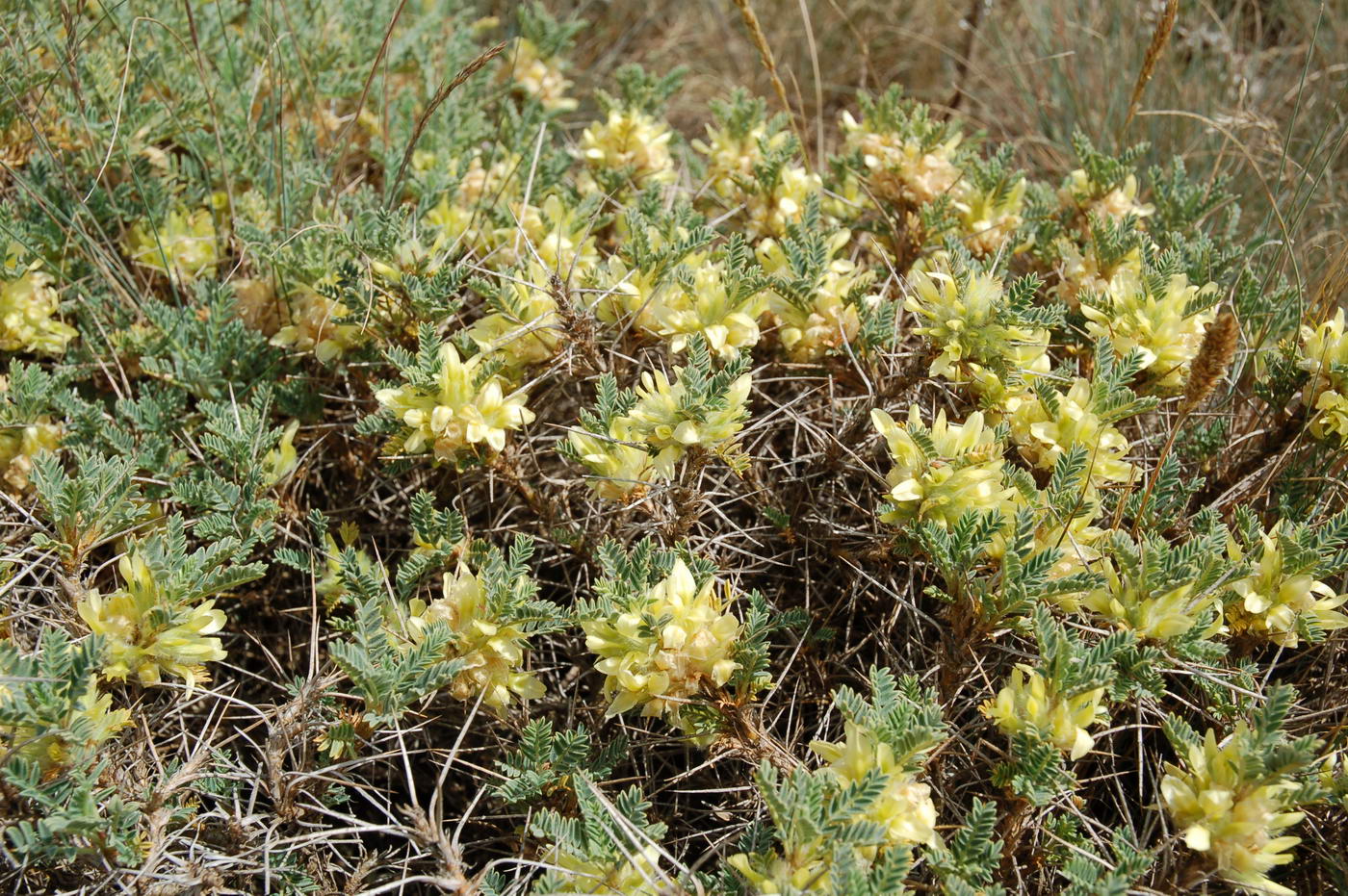 Image of Astragalus aureus specimen.