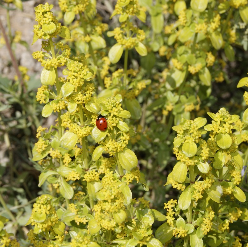 Изображение особи Cruciata coronata.