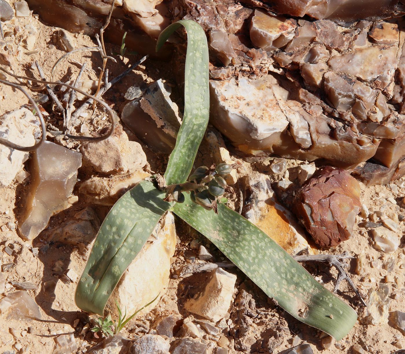 Image of Bellevalia desertorum specimen.