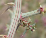 Salsola tragus