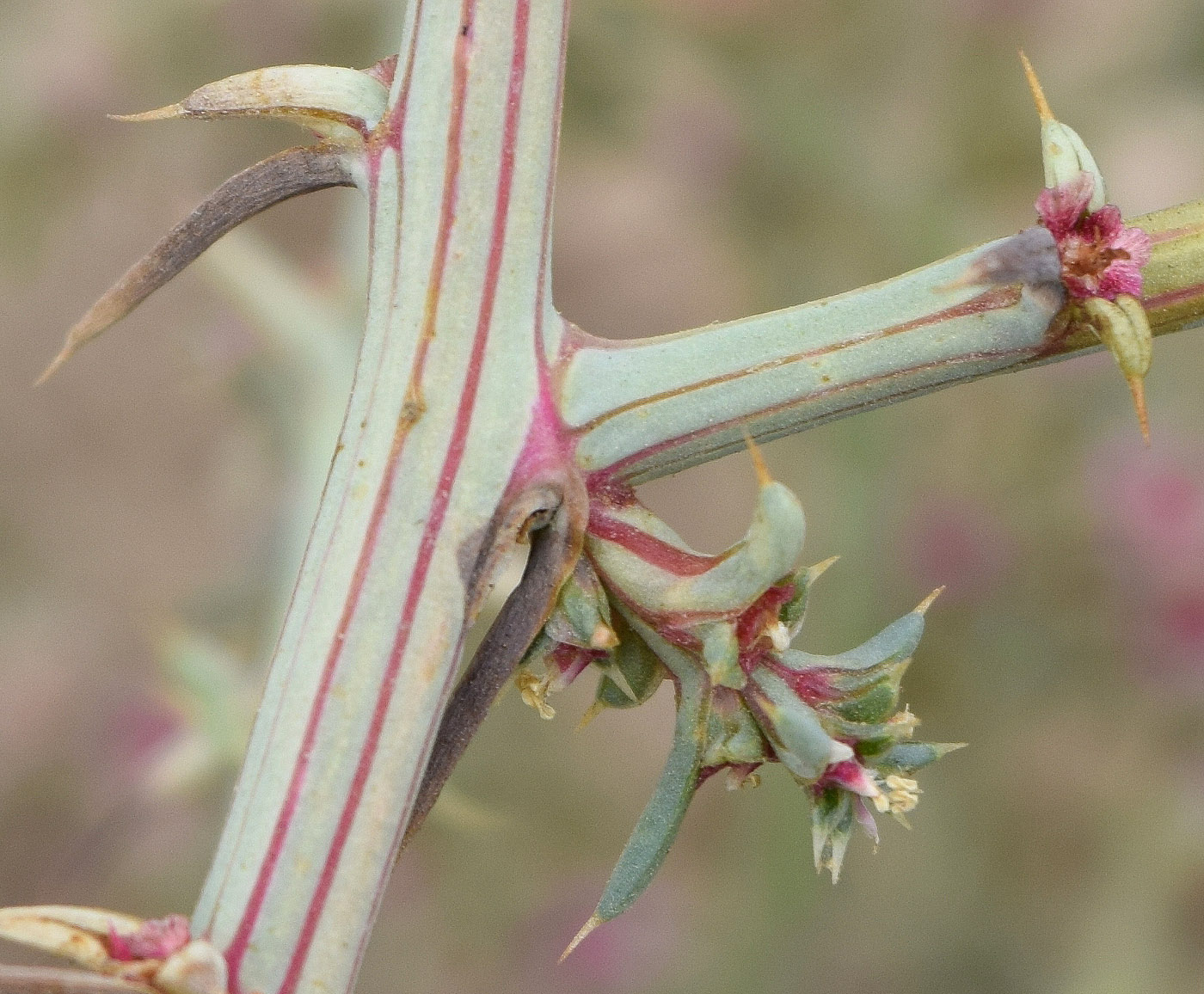 Изображение особи Salsola tragus.