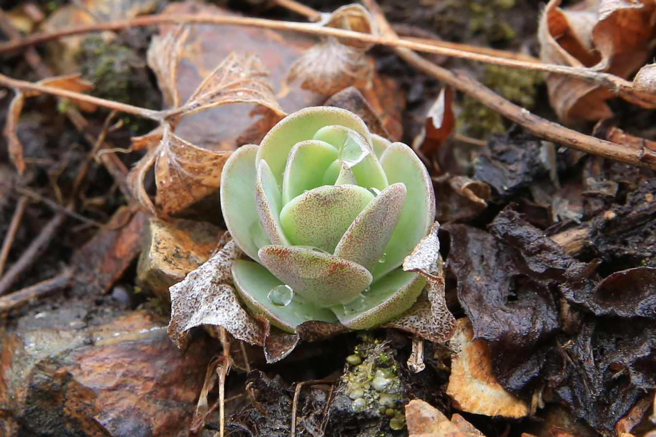 Изображение особи Orostachys malacophylla.