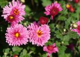 Chrysanthemum indicum