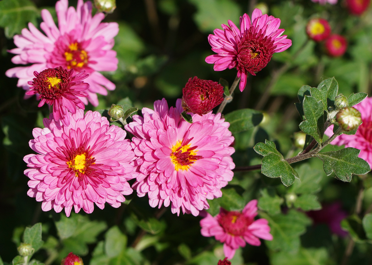 Image of Chrysanthemum indicum specimen.