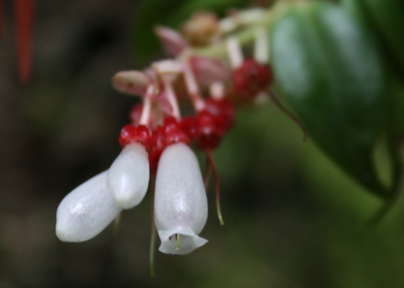 Image of Cavendishia melastomoides var. albiflora specimen.