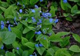 Omphalodes verna