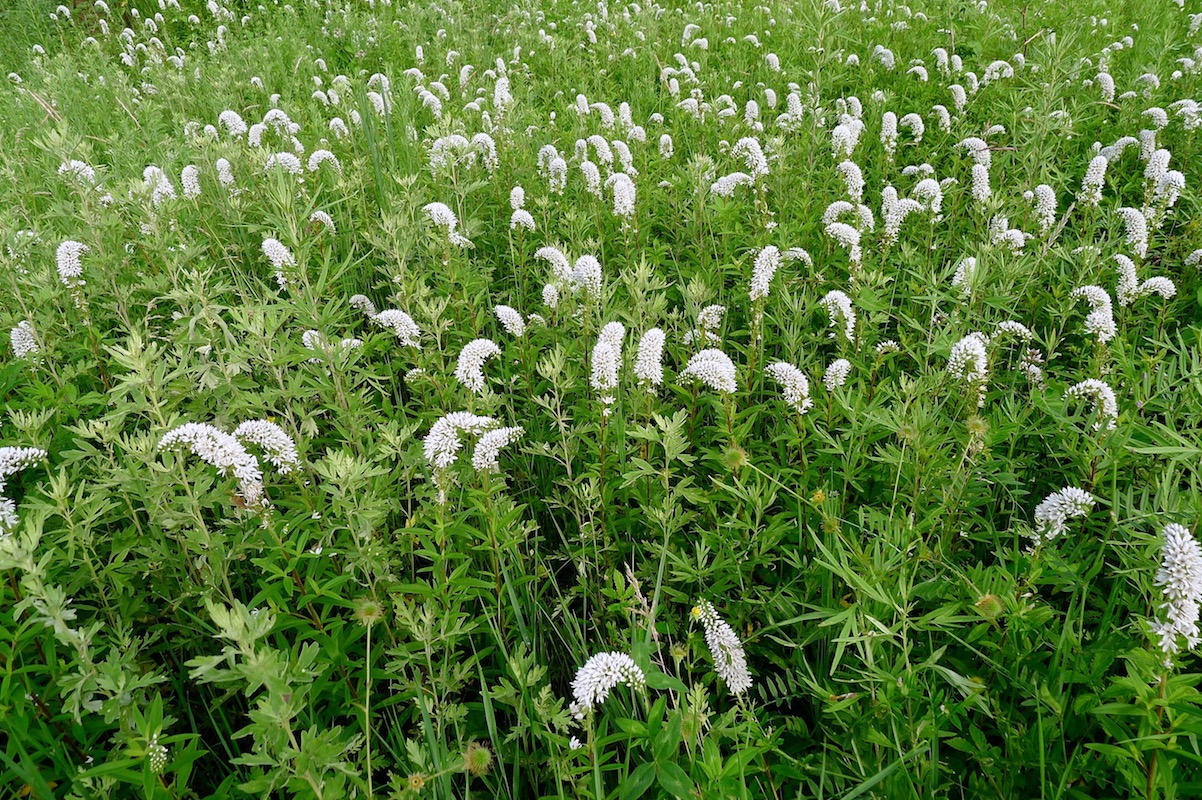 Изображение особи Lysimachia barystachys.