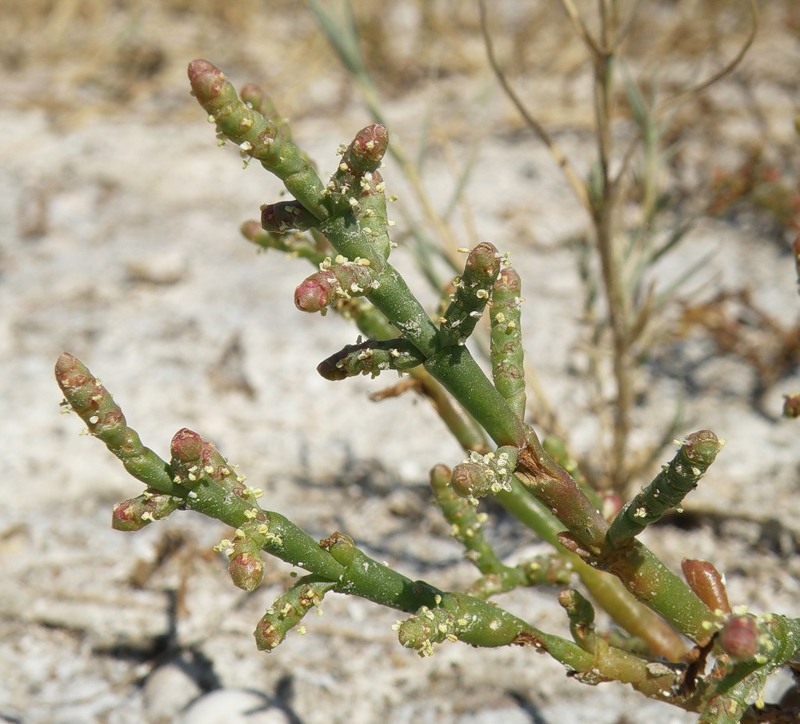 Image of Salicornia perennans specimen.