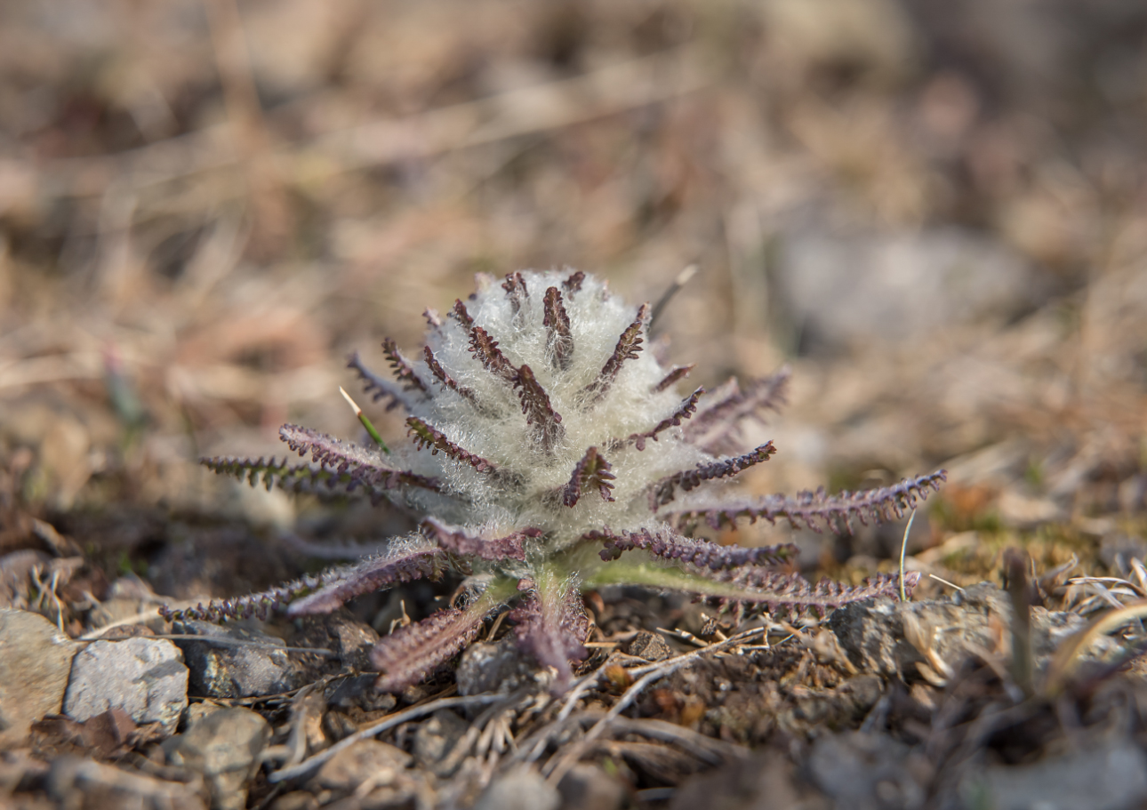 Image of Pedicularis alopecuroides specimen.