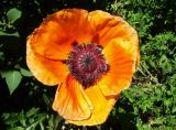 Papaver setiferum