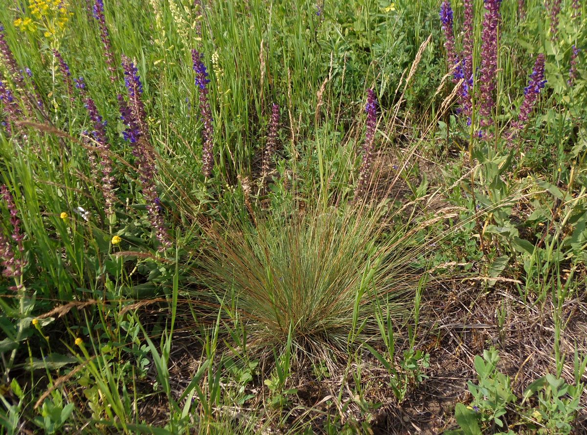 Image of genus Festuca specimen.