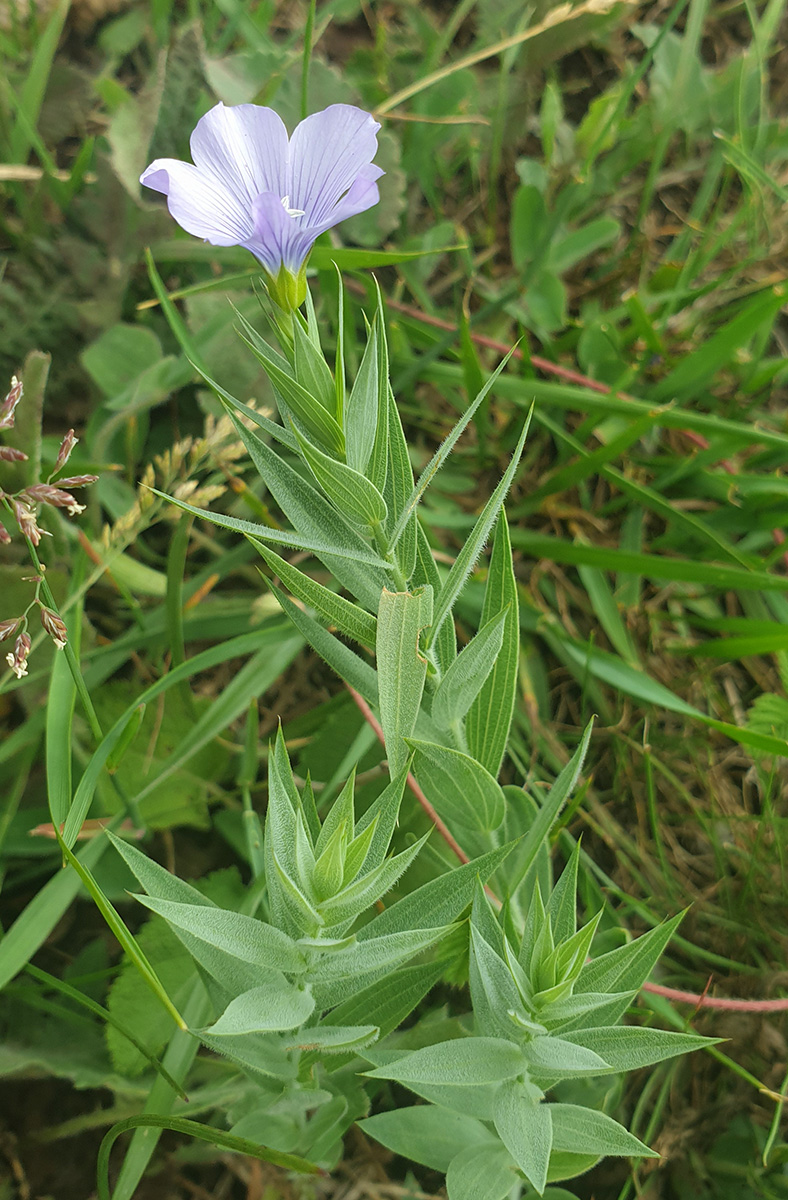 Изображение особи Linum jailicola.
