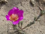 Portulaca grandiflora