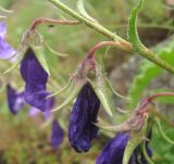 Campanula sarmatica. Отцветший цветок. Кабардино-Балкария, Эльбрусский р-н, окр. с. Нейтрино, ок. 1900 м н.у.м., каменистый склон. 08.07.2020.