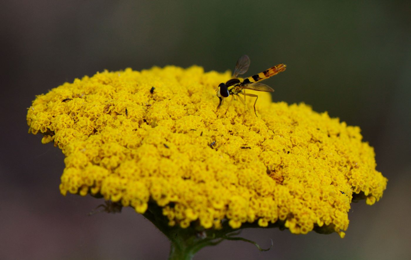 Изображение особи Achillea filipendulina.