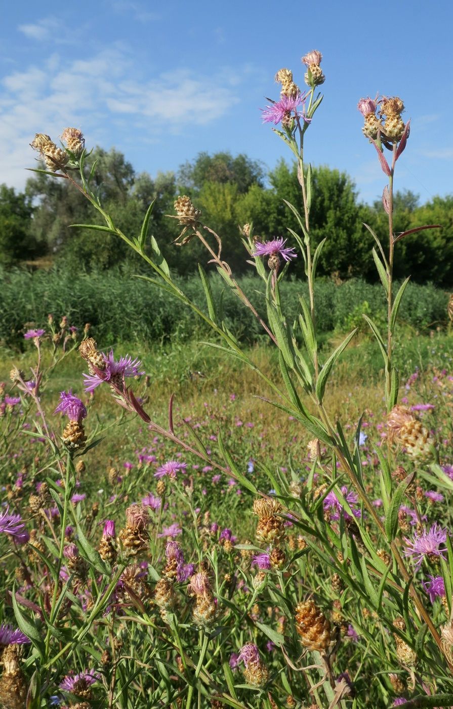 Image of Centaurea jacea ssp. substituta specimen.