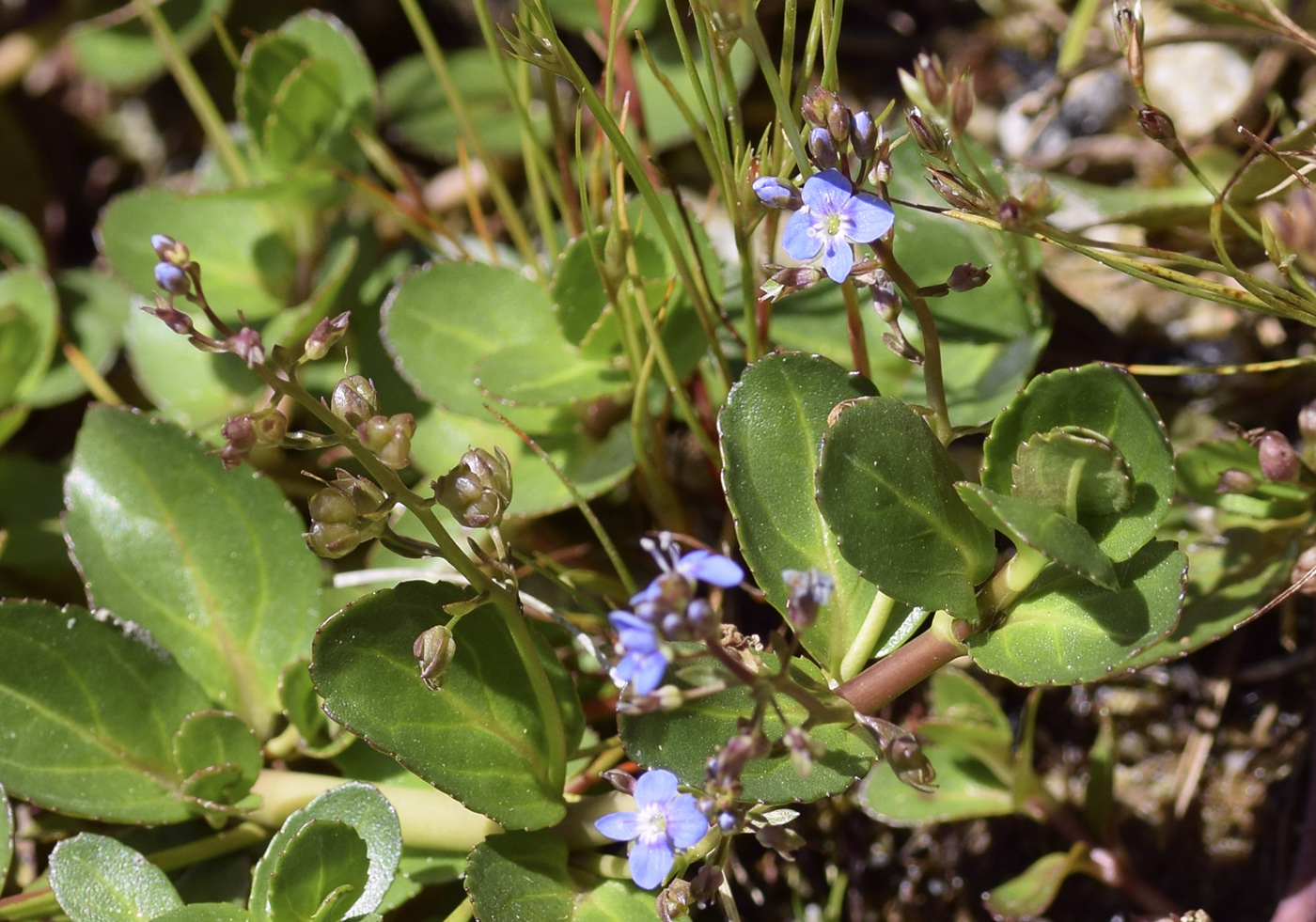 Image of Veronica beccabunga specimen.